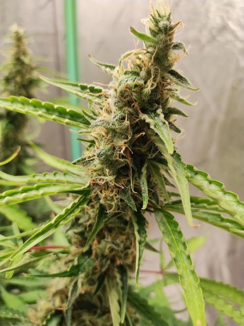 Blackberry Cream Auto DWC. Week 13 - Day 98