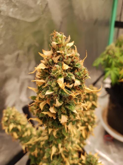 Blackberry Cream Auto. Week 14 - Day 100 