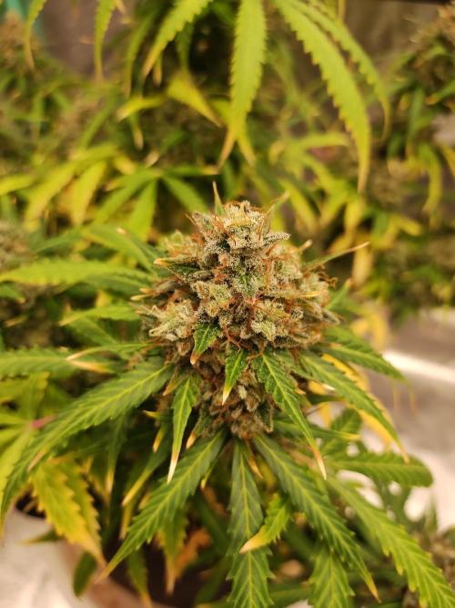 Blackberry Cream Auto. Week 14 - Day 100