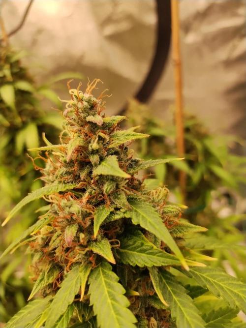 Blackberry Cream Auto. Week 14 - Day 100
