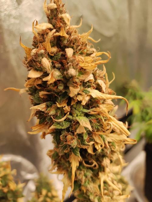 Blackberry Cream Auto. Week 14 - Day 103
