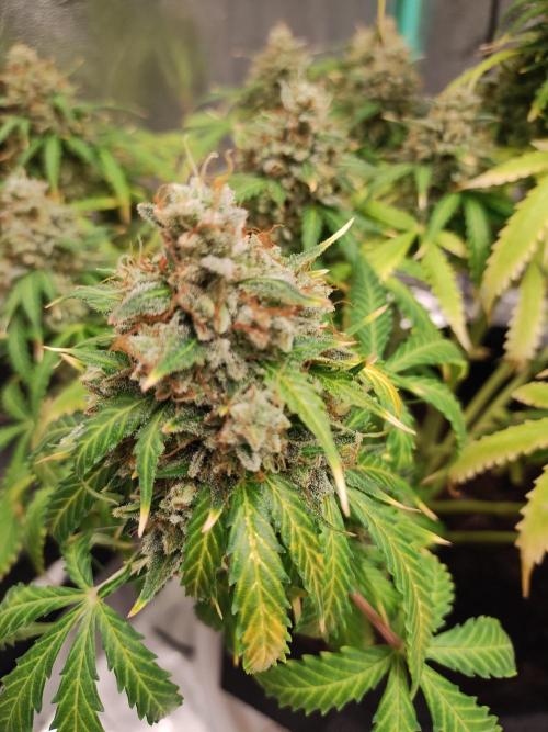 Blackberry Cream Auto. Week 14 - Day 103