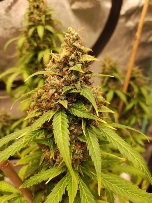 Blackberry Cream Auto. Week 14 - Day 103