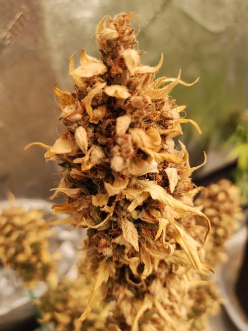 Blackberry Cream Auto. Week 14 - Day 106