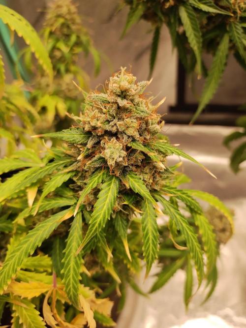 Blackberry Cream Auto. Week 14 - Day 106