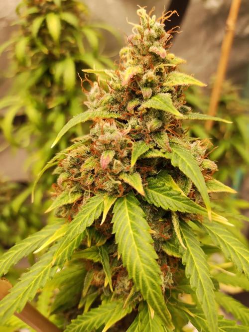 Blackberry Cream Auto. Week 14 - Day 106
