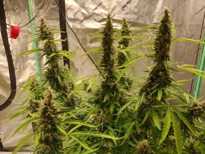 Blackberry Cream Auto DWC. Week 14 - Day 100