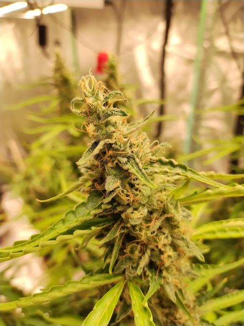 Blackberry Cream Auto DWC. Week 14 - Day 100