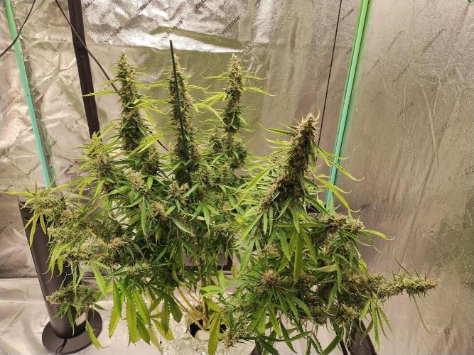 Blackberry Cream Auto DWC. Week 14 - Day 103