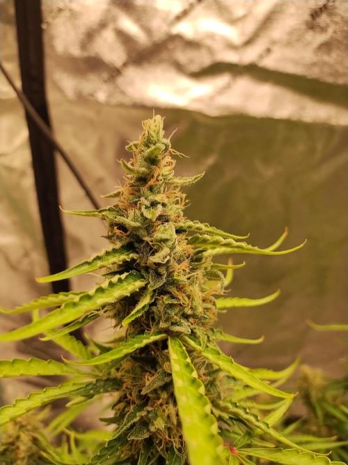 Blackberry Cream Auto DWC. Week 14 - Day 103