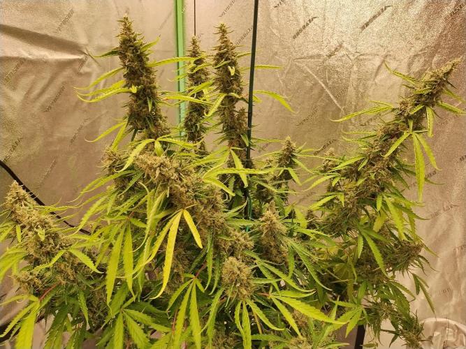 Blackberry Cream Auto DWC. Week 14 - Day 106