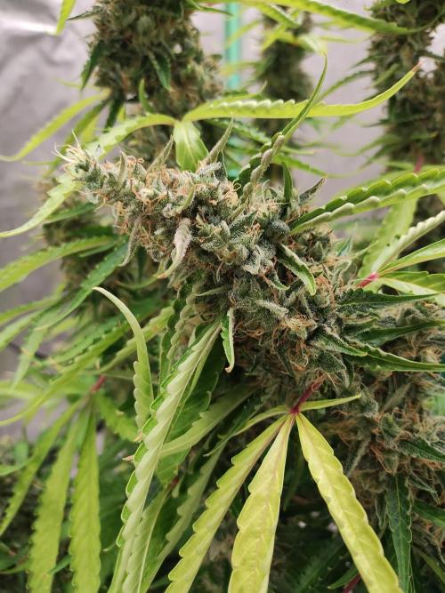 Blackberry Cream Auto DWC. Week 14 - Day 106