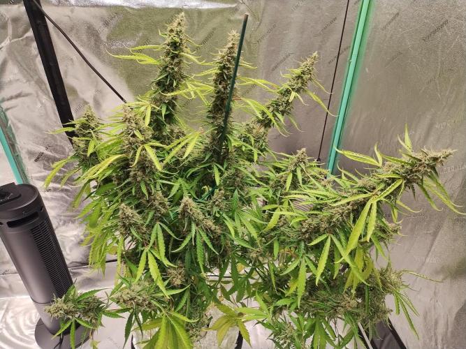 Blackberry Cream Auto DWC. Week 15 - Day 107