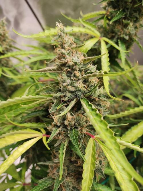Blackberry Cream Auto DWC. Week 15 - Day 107
