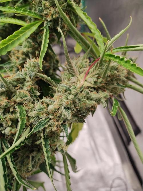 Blackberry Cream Auto DWC. Week 15 - Day 112