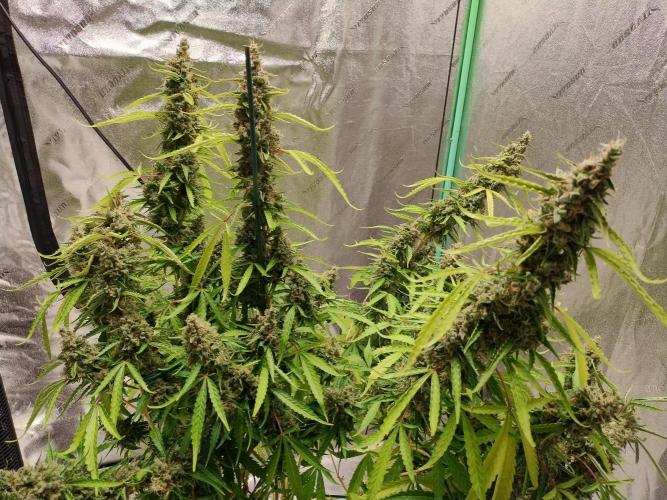 Blackberry Cream Auto DWC. Week 15 - Day 112