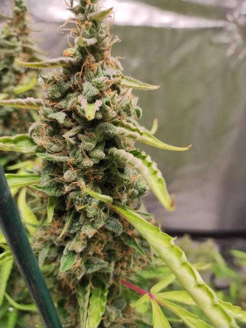Blackberry Cream Auto DWC. Week 15 - Day 112