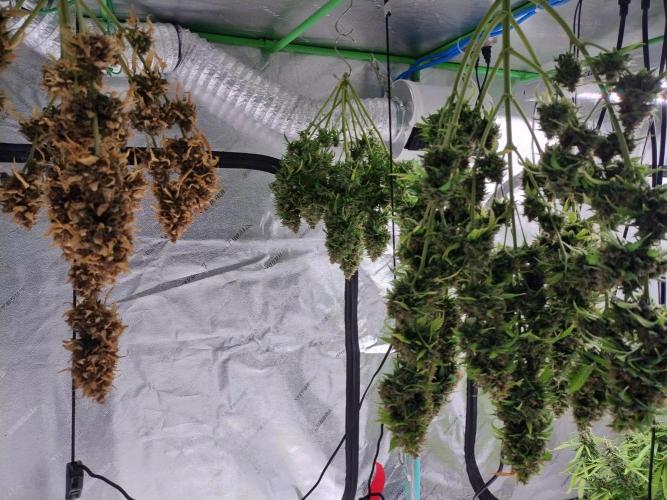Blackberry Cream Auto. Week 15 - Day 107
