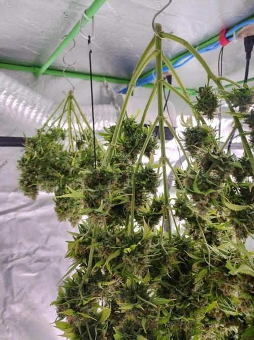 Blackberry Cream Auto. Week 15 - Day 107