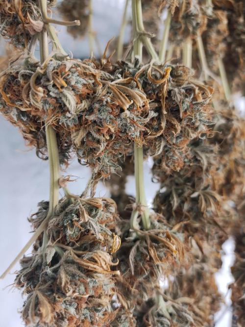 Blackberry Cream Auto. Week 15 - Day 114