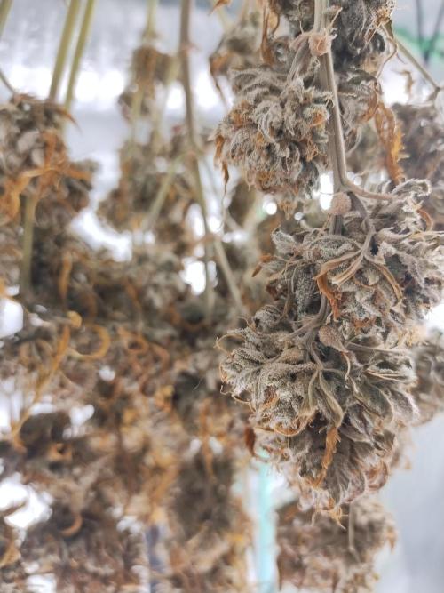 Blackberry Cream Auto. Week 15 - Day 114