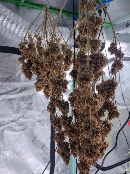Blackberry Cream Auto. Week 15 - Day 119