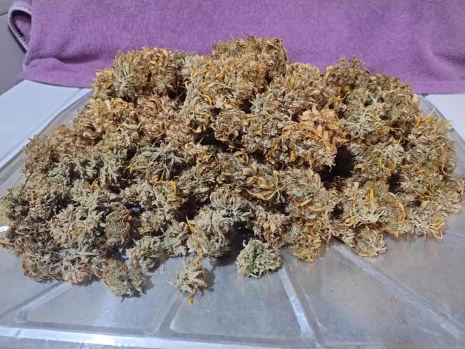 Blackberry Cream Auto. Week 15 - Day 119