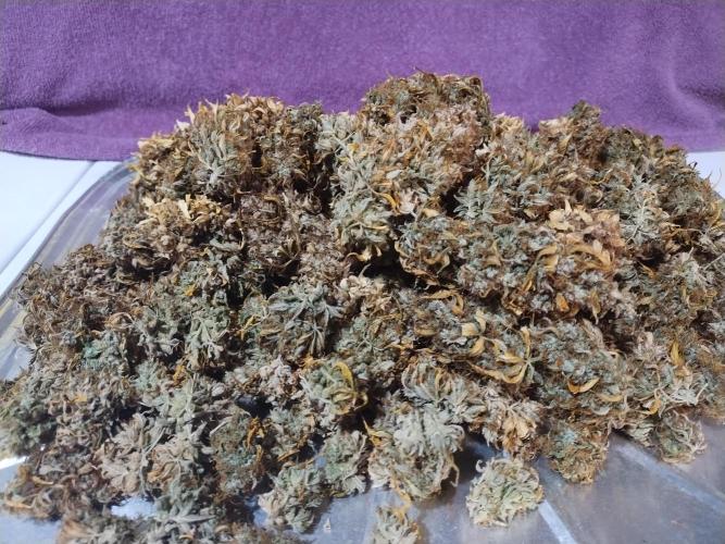 Blackberry Cream Auto. Week 15 - Day 119