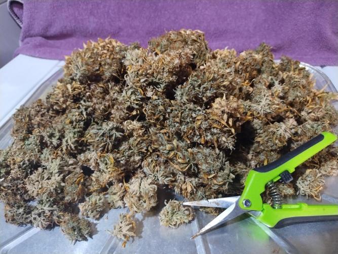 Blackberry Cream Auto. Week 15 - Day 119