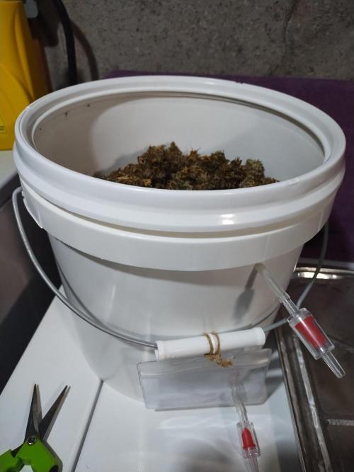 Blackberry Cream Auto. Week 15 - Day 119 - 2 gal curing bucket