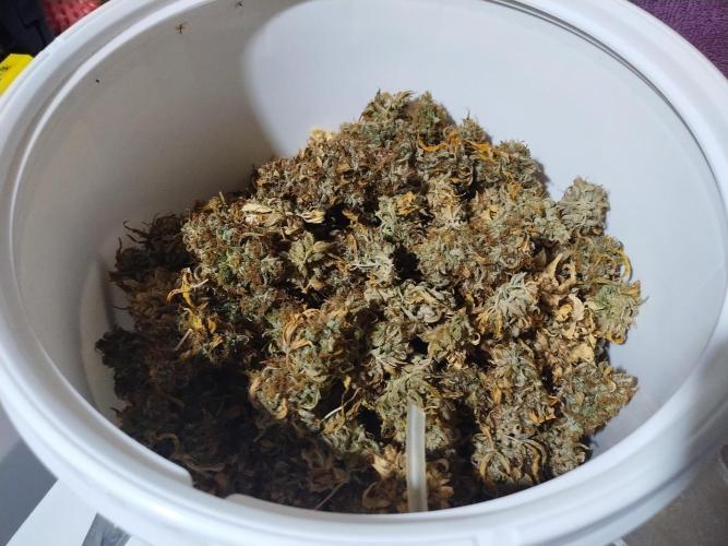 Blackberry Cream Auto. Week 15 - Day 119 - 2 gal curing bucket