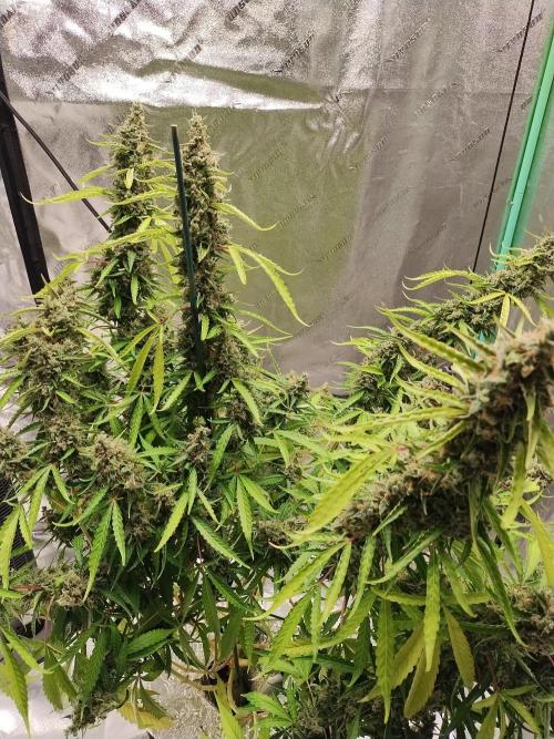 Blackberry Cream Auto DWC. Week 16 - Day 114