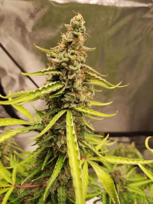 Blackberry Cream Auto DWC. Week 16 - Day 