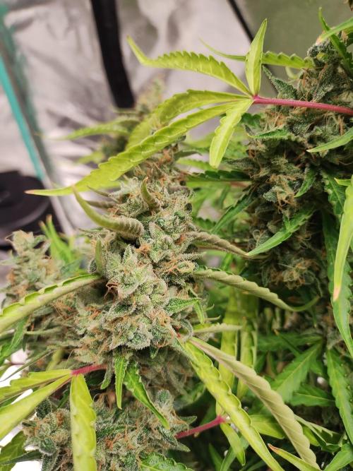 Blackberry Cream Auto DWC. Week 16 - Day 114