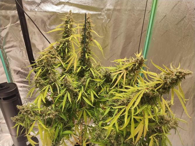 Blackberry Cream Auto DWC. Week 16 - Day 119
