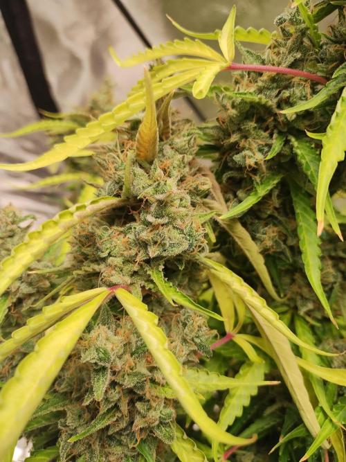 Blackberry Cream Auto DWC. Week 16 - Day 119