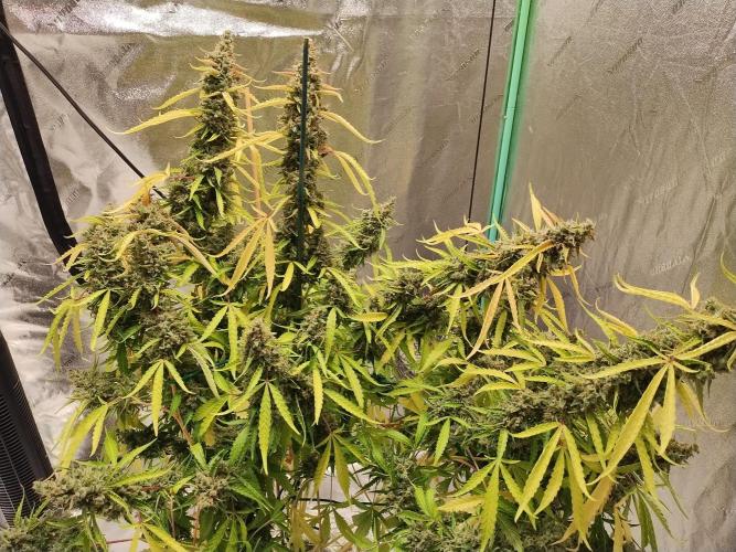 Blackberry Cream Auto DWC. Week 17 - Day 121