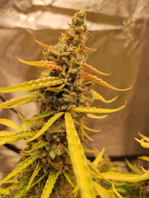 Blackberry Cream Auto DWC. Week 17 - Day 121