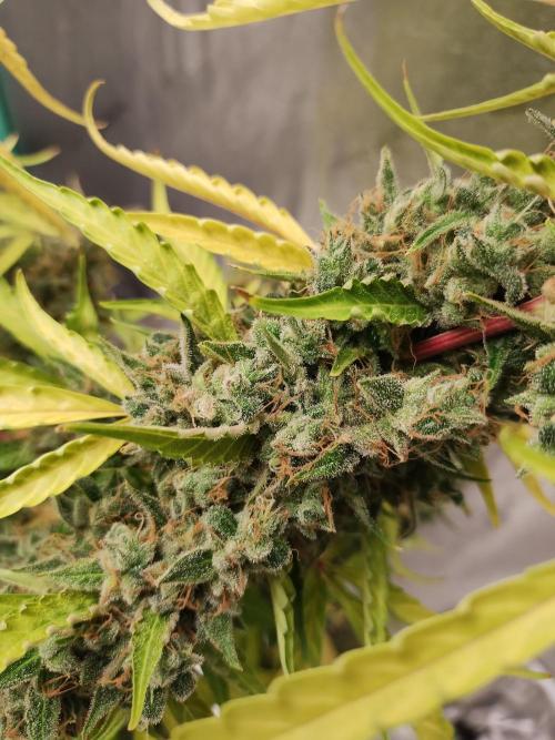 Blackberry Cream Auto DWC. Week 17 - Day 121