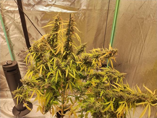 Blackberry Cream Auto DWC. Week 17 - Day 124