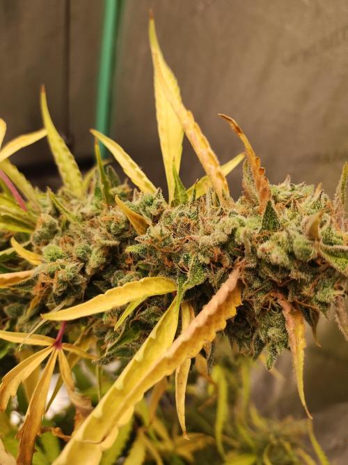 Blackberry Cream Auto DWC. Week 17 - Day 124