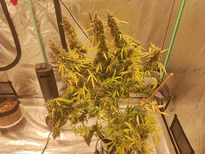 Blackberry Cream Auto DWC. Week 17 - Day 126