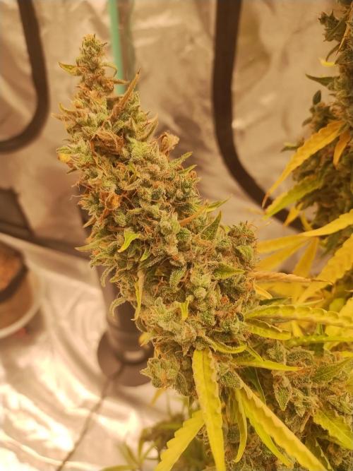 Blackberry Cream Auto DWC. Week 17 - Day 126