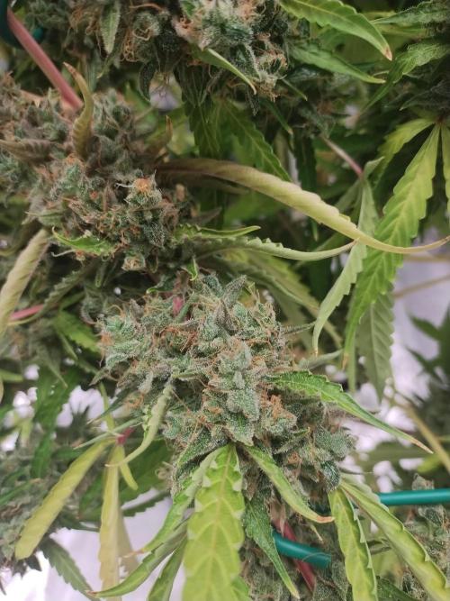 Blackberry Cream Auto DWC. Week 17 - Day 126