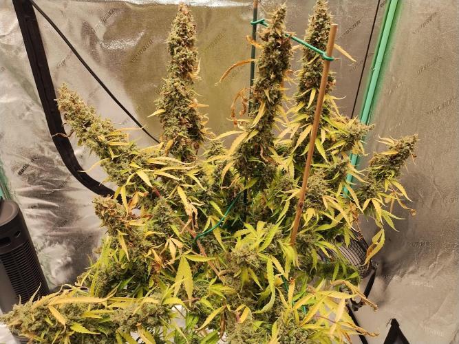 Blackberry Cream Auto DWC. Week 18 - Day 131