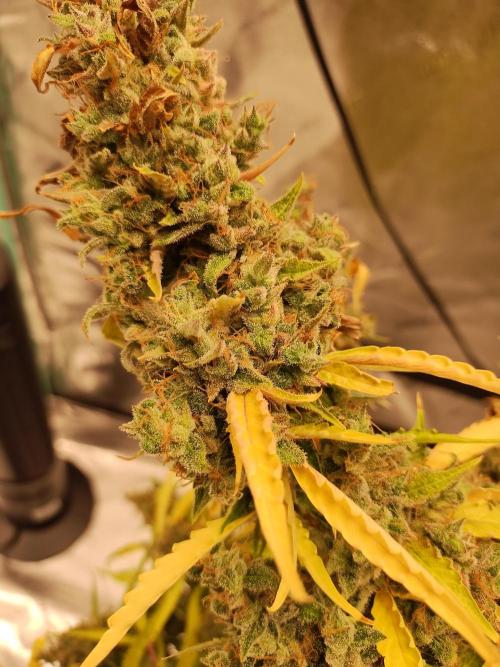Blackberry Cream Auto DWC. Week 18 - Day 131