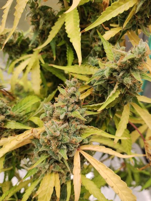 Blackberry Cream Auto DWC. Week 18 - Day 131