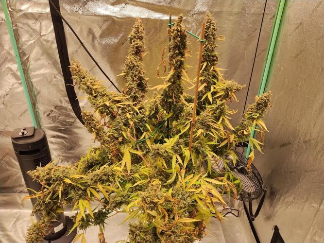 Blackberry Cream Auto DWC. Week 19 - Day 133