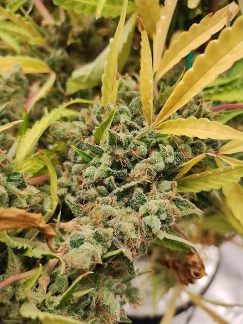 Blackberry Cream Auto DWC. Week 19 - Day 133
