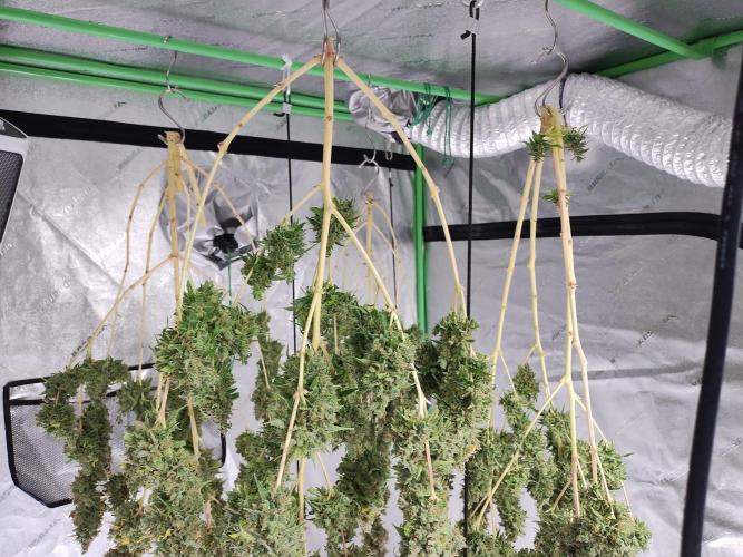 Blackberry Cream Auto DWC. Week 19 - Day 133